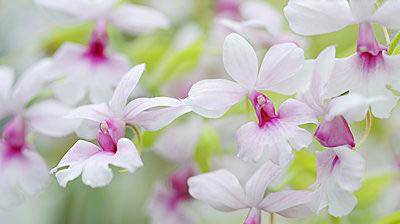 �Զ�������