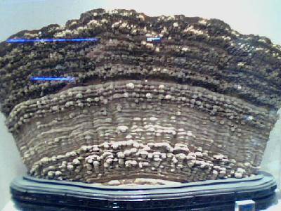 �����߽���Ȥ����Ŀ�ѧ����------�ιۺ���ʡ���ʲ��������