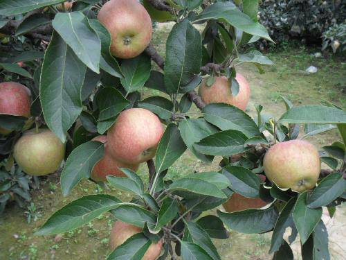 ƻ���������