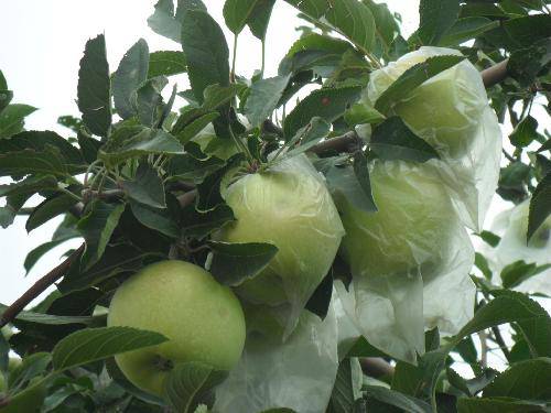 ƻ���������