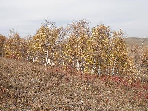 ��ԭ֮��֮һ�����ӱ����ϲ�ԭ����