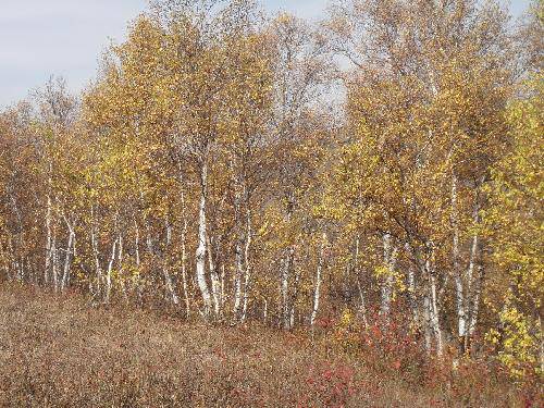 ��ԭ֮��֮һ�����ӱ����ϲ�ԭ����