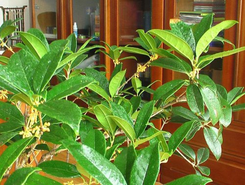 ����ɢ�ġ����꡷������Ƶ�����У���������