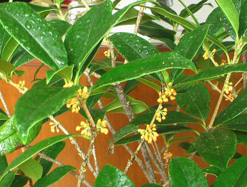 ����ɢ�ġ����꡷������Ƶ�����У���������