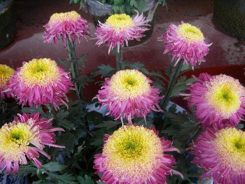 ����ͤ���������