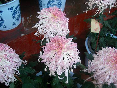 ����ͤ���������