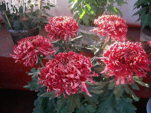 ����ͤ���������