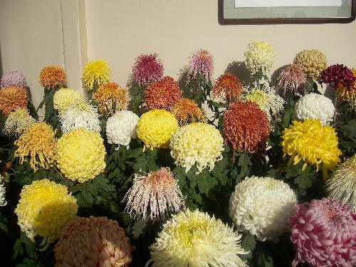 ����ͤ���������