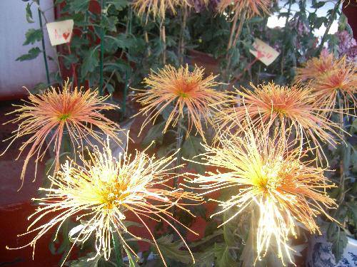 ����ͤ���������