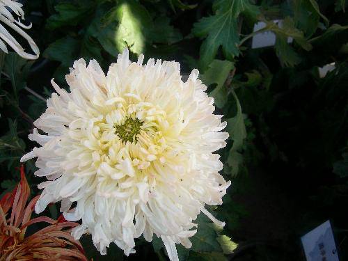 ����ͤ���������