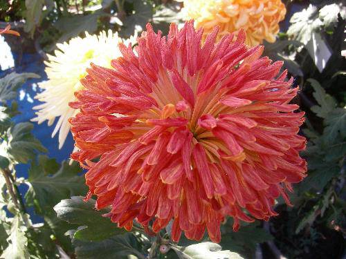 ����ͤ���������