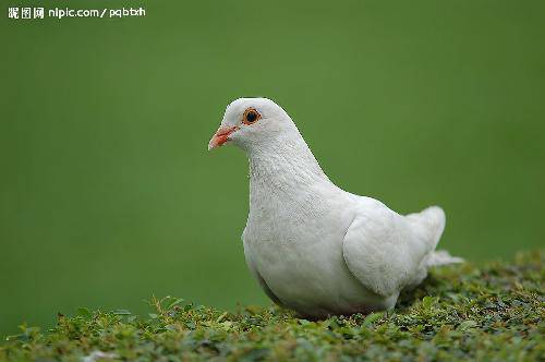 �ң�С˧�������������