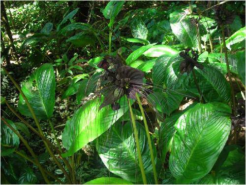 �����μ�֮�壺����Ķ������ֺ��ȴ���������