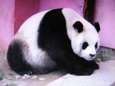 ���ǵ��ི�������