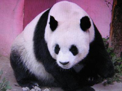 ���ǵ��ི�������