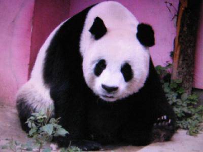 ���ǵ��ི�������