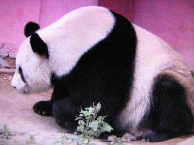 ���ǵ��ི�������