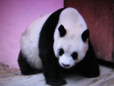 ���ǵ��ི�������