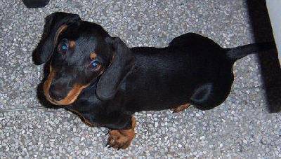 My favorite pet����