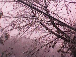 ����ĵ�һ��ѩ����