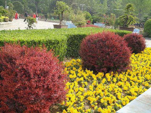 �ᡰ��������Ҷ������