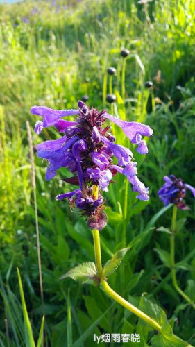 ˵ĸɽݵ顪ɽУ壩İϻ