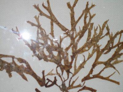 �κ�����������