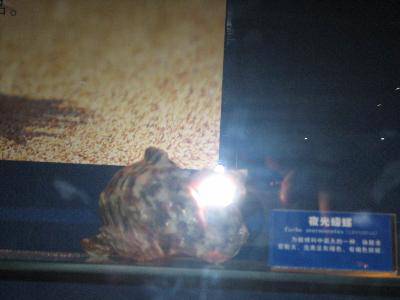 �κ�����������