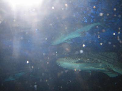 �κ�����������