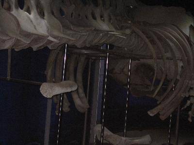 �κ�����������