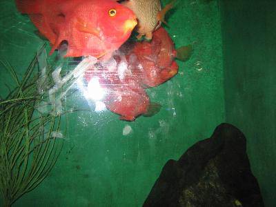 �κ�����������