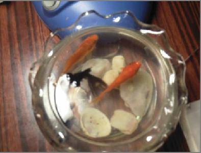 Ư����С��������