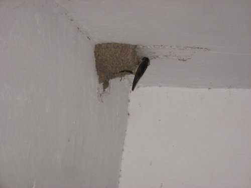 燕子家的变故作文