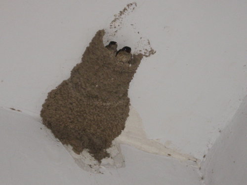 燕子家的变故作文