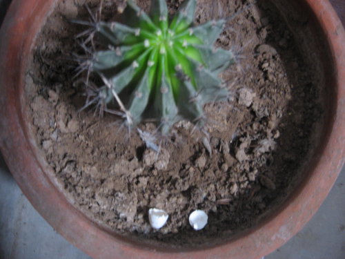 燕子家的变故作文