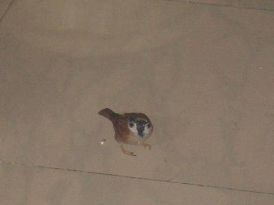 д���������С���������