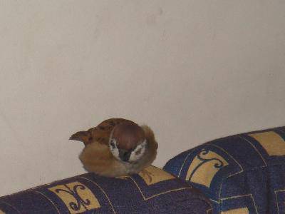 д���������С���������