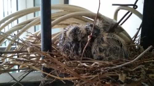 小鸟成长记作文