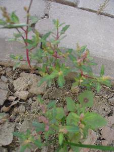 �＾(�ҵĵ�һ��ʫ������