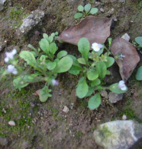 �＾(�ҵĵ�һ��ʫ������