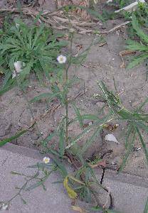 �＾(�ҵĵ�һ��ʫ������