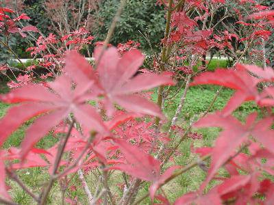 �＾(�ҵĵ�һ��ʫ������