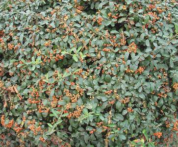 �＾(�ҵĵ�һ��ʫ������