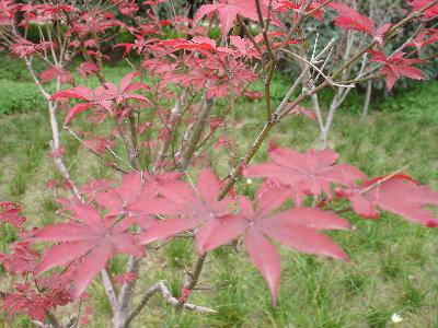 �＾(�ҵĵ�һ��ʫ������