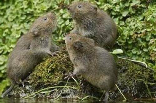 �����ͯ��----��������Է���ģ�����