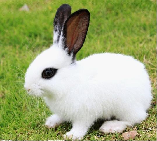 쳲����������У�Fibonacci Sequence��