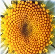 쳲����������У�Fibonacci Sequence��