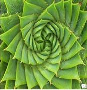 쳲����������У�Fibonacci Sequence��