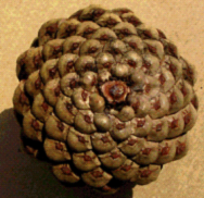 쳲����������У�Fibonacci Sequence��