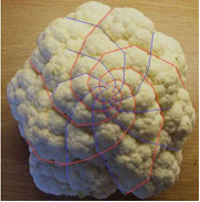 쳲����������У�Fibonacci Sequence��